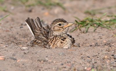 Skylark