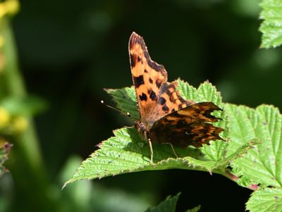 Comma