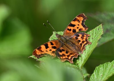 Comma