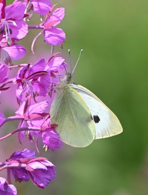 Large White