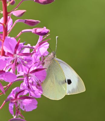 Large White