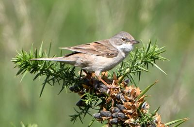 Whitethroat