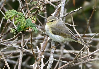 Willow Warbler