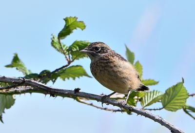 Stonechat juvenile