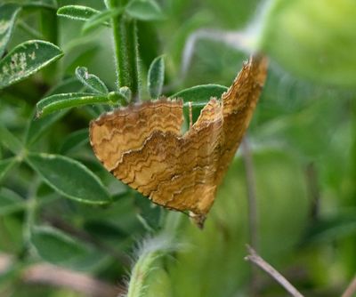 Yellow Shell
