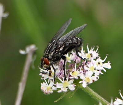 Sarcophagidae