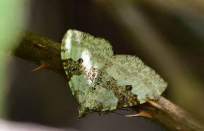 Silver-ground Carpet