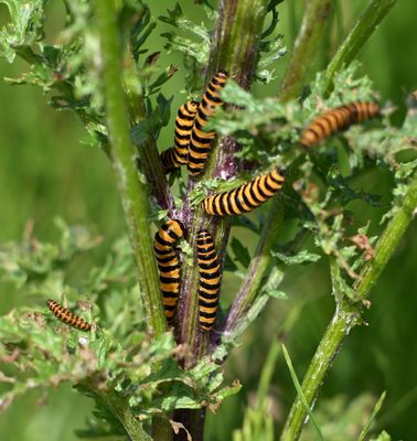 Cinnabar Moth caterpillar