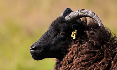 Hebridean Sheep