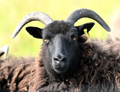 Hebridean Sheep