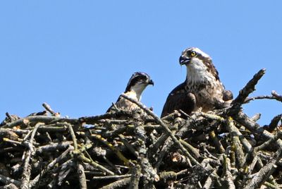 Osprey