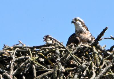 Osprey