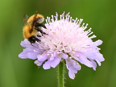 Common Carder Bee