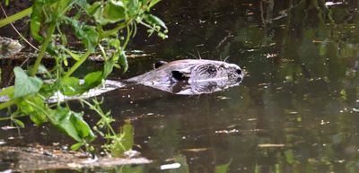 Beaver