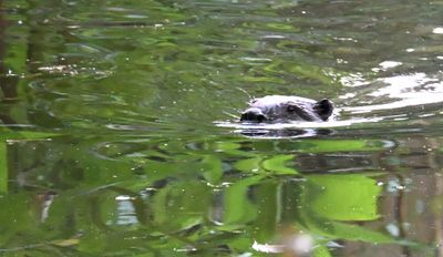 Beaver