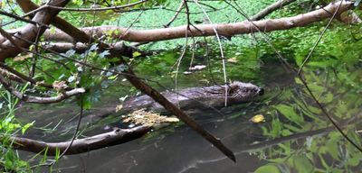 Beaver