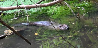 Beaver