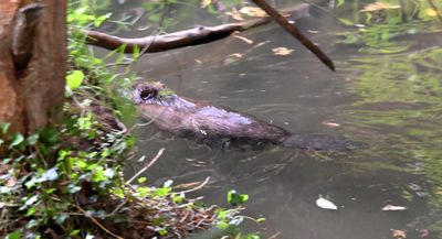 Beaver