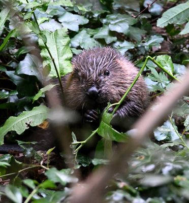 Beaver