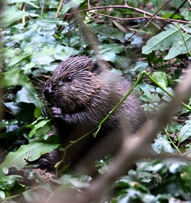 Beaver