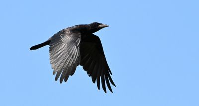 Rook juvenile