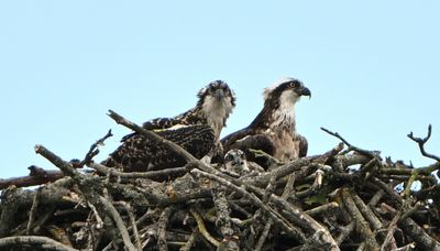 Osprey