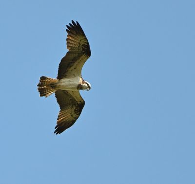 Osprey
