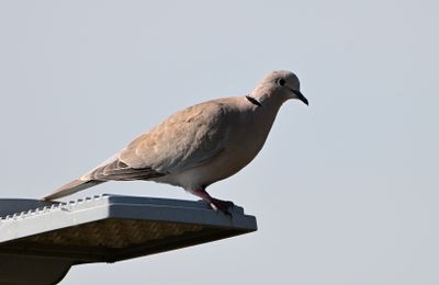 Collared Dove