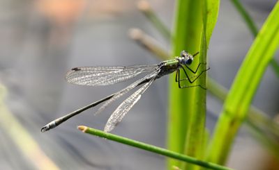Emerald Damselfly