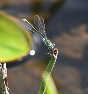 Emerald Damselfly