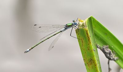 Emerald Damselfly