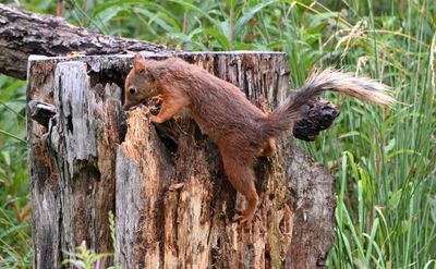 Red Squirrel