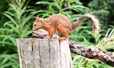Red Squirrel