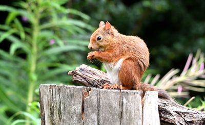 Red Squirrel