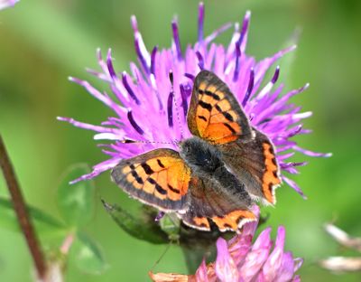 Small Copper