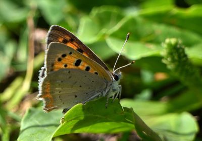 Small Copper