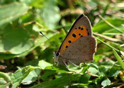 Small Copper
