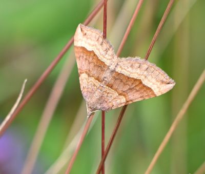 Shaded Broad-bar