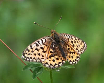 Dark Green Fritillary