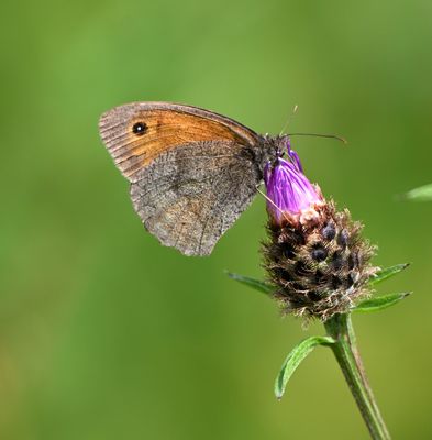 Meadow Brown