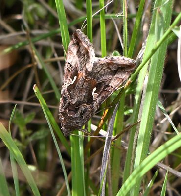 Silver Y moth