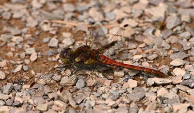Common Darter