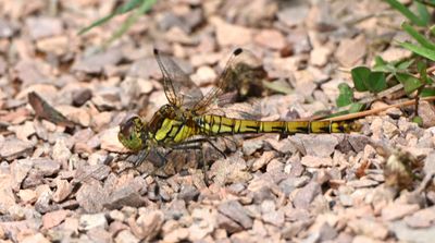 Common Darter