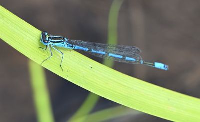 Azure Damselfly