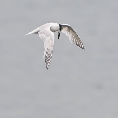 Sandwich Tern
