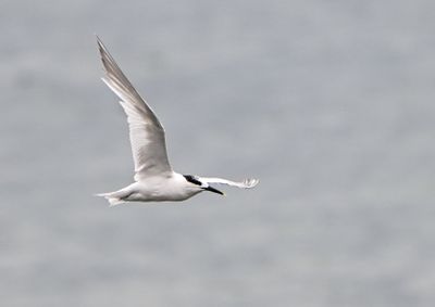 Sandwich Tern