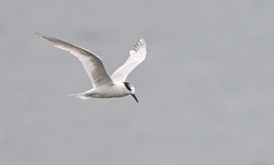 Sandwich Tern