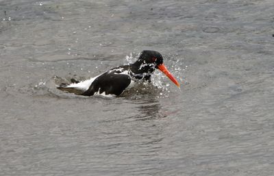 Oystercatcher
