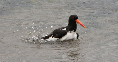 Oystercatcher