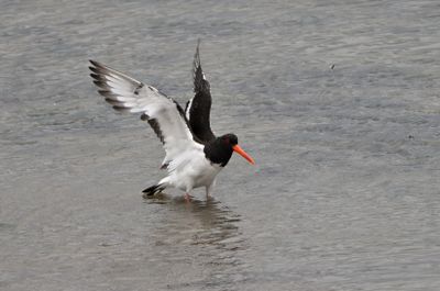 Oystercatcher